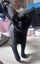 SHADOW - AVAILABLE FOR ADOPTION - PET WHISPERER RESCUE Carousel 8