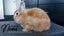 Jersey Wooly rabbit buck Carousel 3