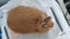 Jersey Wooly rabbit buck Carousel 4