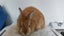 Jersey Wooly rabbit buck Carousel 5
