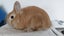 Jersey Wooly rabbit buck Carousel 6