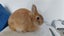 Jersey Wooly rabbit buck Carousel 7