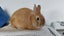 Jersey Wooly rabbit buck Carousel 8