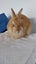 Jersey Wooly rabbit buck Carousel 9