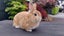 Jersey Wooly rabbit buck Carousel 1