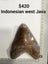 Megalodon shark teeth 9 Carousel 8