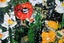 ART painting Flora & fauna Oil New canvas original poppies daisies 61 cm x 91 cm Carousel 9