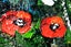 ART painting Flora & fauna Oil New canvas original poppies daisies 61 cm x 91 cm Carousel 10