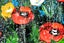 ART painting Flora & fauna Oil New canvas original poppies daisies 61 cm x 91 cm Carousel 12