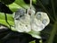 Hei Tiki Pounamu - Horo Mohoua Carousel 2