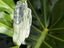 Hei Tiki Pounamu - Horo Mohoua Carousel 5