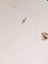 Omax trinocular microscope Carousel 10