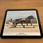New Zealand Trotting Cup 80’s Winners Horse Racing Placemat Set x6 Vintage Carousel 4