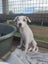 Rebel - American bulldog x - Spot Rescue Carousel 11