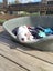 Rebel - American bulldog x - Spot Rescue Carousel 10