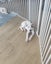 Rebel - American bulldog x - Spot Rescue Carousel 2