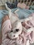Rebel - American bulldog x - Spot Rescue Carousel 13