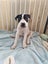 Chanel - American bulldog x - Spot Rescue Carousel 5