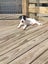 Chanel - American bulldog x - Spot Rescue Carousel 6