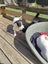 Chanel - American bulldog x - Spot Rescue Carousel 10