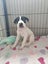 Chanel - American bulldog x - Spot Rescue Carousel 11