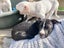 June Bug- American bulldog x - Spot Rescue Carousel 10