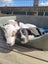 June Bug- American bulldog x - Spot Rescue Carousel 11