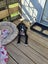 June Bug- American bulldog x - Spot Rescue Carousel 12