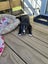 June Bug- American bulldog x - Spot Rescue Carousel 13