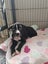 June Bug- American bulldog x - Spot Rescue Carousel 14