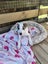 Oliver - American bulldog x - Spot Rescue Carousel 14