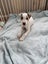 Oliver - American bulldog x - Spot Rescue Carousel 11