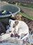 Oliver - American bulldog x - Spot Rescue Carousel 16