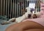 Oliver - American bulldog x - Spot Rescue Carousel 13