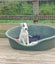 Oliver - American bulldog x - Spot Rescue Carousel 12