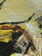 Tui bird abstract painting Carousel 6
