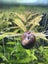Ramshorn snails ($0.99/each) Carousel 4