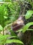 Ramshorn snails ($0.99/each) Carousel 5
