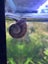 Ramshorn snails ($0.99/each) Carousel 6