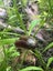 Ramshorn snails ($0.99/each) Carousel 7