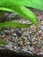 Ramshorn snails ($0.99/each) Carousel 8