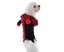 Cute Pet Halloween Cartoon Clown Joker Costume for Pet Dog Teddy Cat Autumn L Carousel 3