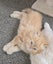Beautiful Pedigree Persian Kittens Carousel 4