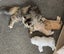 Beautiful Pedigree Persian Kittens Carousel 5