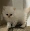 Beautiful Pedigree Persian Kittens Carousel 6