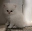 Beautiful Pedigree Persian Kittens Carousel 7