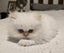 Beautiful Pedigree Persian Kittens Carousel 8