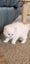 Beautiful Pedigree Persian Kittens Carousel 9