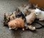 Beautiful Pedigree Persian Kittens Carousel 10