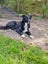 Adorable Purebred Border Collie Puppies Carousel 7